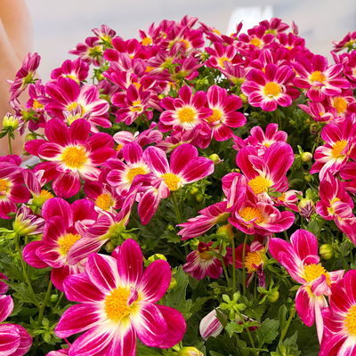 Dahlie 'Summer Bees Purple Bicolor' pink, Topf-Ø 21 cm Dahlie 'Summer Bees Purple Bicolor' pink, Topf-Ø 21 cm