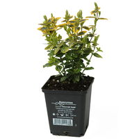 Euonymus fortunei 'Emerald Gold' gelbgrün,Topf-Ø 9 cm, 12er-Set