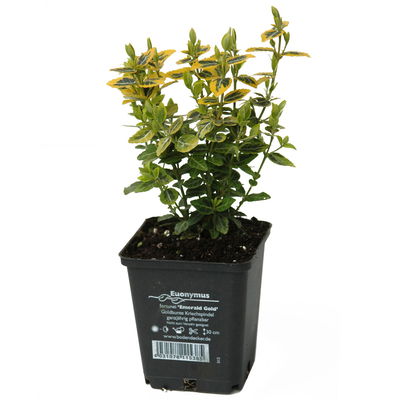 Euonymus fortunei 'Emerald Gold' gelbgrün,Topf-Ø 9 cm, 12er-Set