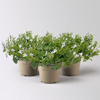 Campanula 'Ambella® White' weiß, Topf-Ø 12 cm, 3er-Set