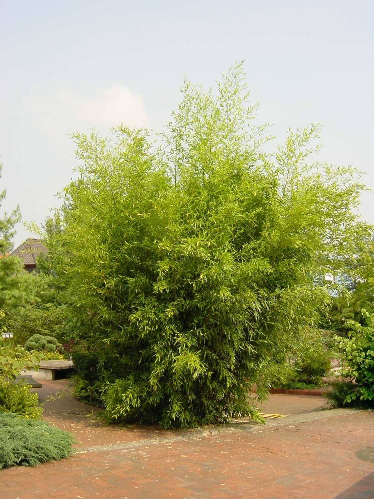 Großer Bambusbusch