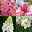 Blumenzwiebeln im Mix rosa-weiß, vorgetrieben, Topf-Ø 12 cm, 6er-Set