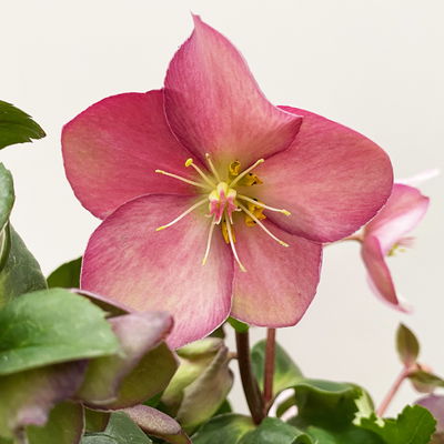 Schneerose Ice N' Rose® 'Early Rose', rosa, Topf-Ø 15 cm Schneerose Ice N' Rose® 'Early Rose', rosa, Topf-Ø 15 cm