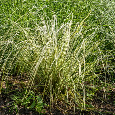 Bio Reitgras 'Overdam', weiß-grün gestreift, Topf 5 Liter Bio Reitgras 'Overdam', weiß-grün gestreift, Topf 5 Liter