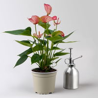 Flamingoblume 'Livium Red', rot-weiß,  Topf-Ø 12 cm, Höhe ca. 40 cm, 2 Pflanzen