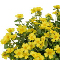 Portulakröschen, gelb, Topf-Ø 12 cm, 6 Pflanzen