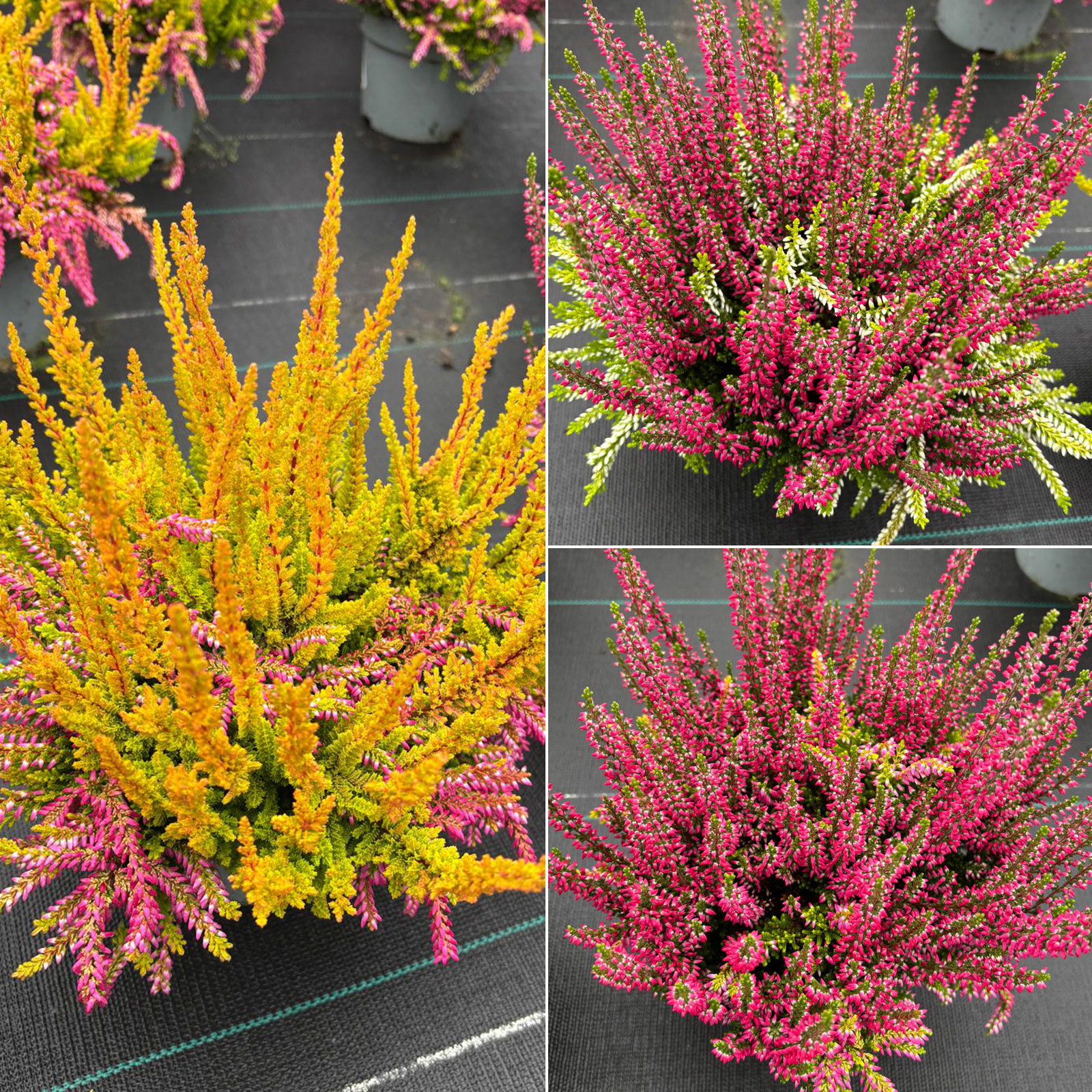 Calluna 'Colour Peaks', Farbe zufällig, Topf-Ø 13 cm, 4 Pflanzen