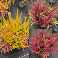 Calluna 'Colour Peaks', Farbe zufällig, Topf-Ø 13 cm, 4 Pflanzen