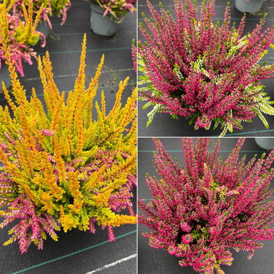 Calluna 'Colour Peaks', Farbe zufällig, Topf-Ø 13 cm, 4 Pflanzen