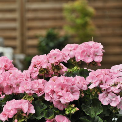 Geranie rosa, stehend, Topf-Ø ca. 10,5 cm, 8 Pflanzen Geranie rosa, stehend, Topf-Ø ca. 10,5 cm, 8 Pflanzen