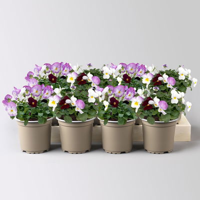 Hornveilchen 'Trio', burgunder-weiß-zweif., Topf -Ø 10 cm, 8 Pflanzen