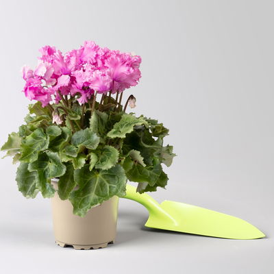 Alpenveilchen 'Merengue Mix' Farben zufällig, Topf-Ø 10,5 cm, 8 Pflanzen Alpenveilchen 'Merengue Mix' Farben zufällig, Topf-Ø 10,5 cm, 8 Pflanzen