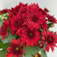 Chrysanthemen, rot, Topf-Ø 14 cm, 4 Pflanzen Chrysanthemen, rot, Topf-Ø 14 cm, 4 Pflanzen