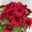 Chrysanthemen, rot, Topf-Ø 14 cm, 4 Pflanzen Chrysanthemen, rot, Topf-Ø 14 cm, 4 Pflanzen