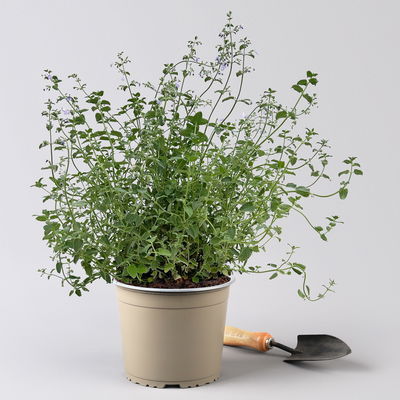 Katzenminze 'Walkers Low', blau, 3 Liter Topf Katzenminze 'Walkers Low', blau, 3 Liter Topf