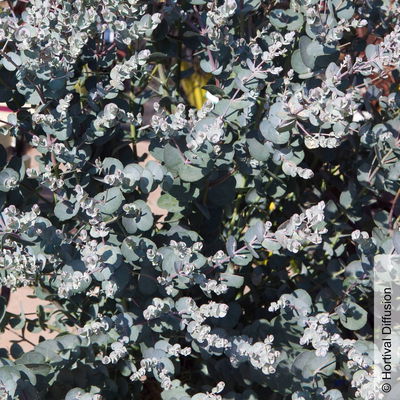 Silberblauer Eucalyptus gunnii 'Silverana'®, im 5 lt. Topf Silberblauer Eucalyptus gunnii 'Silverana'®, im 5 lt. Topf