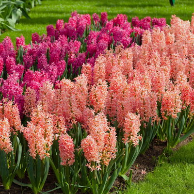 Hyazinthe gelb & orange, vorgetrieben, Topf-Ø 12 cm, 6 Pflanzen