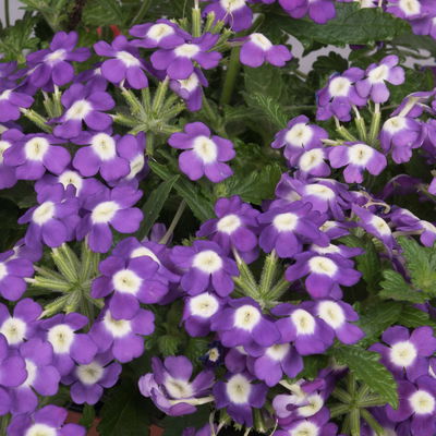 Eisenkraut zweifarbig, Topf-Ø 12 cm, 6 Stück