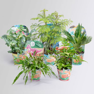 Dino Snack®, komplette Welt, Topf-Ø 14 cm, 5 Pflanzen Dino Snack®, komplette Welt, Topf-Ø 14 cm, 5 Pflanzen
