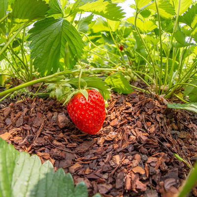 Kölle Rindenmulch, 10-20mm, 57 Sack á 40 l, gesamt 2280 Liter Kölle Rindenmulch, 10-20mm, 57 Sack á 40 l, gesamt 2280 Liter