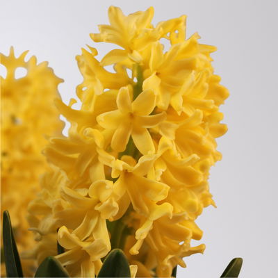 Hyazinthe gelb & orange, vorgetrieben, Topf-Ø 12 cm, 6 Pflanzen