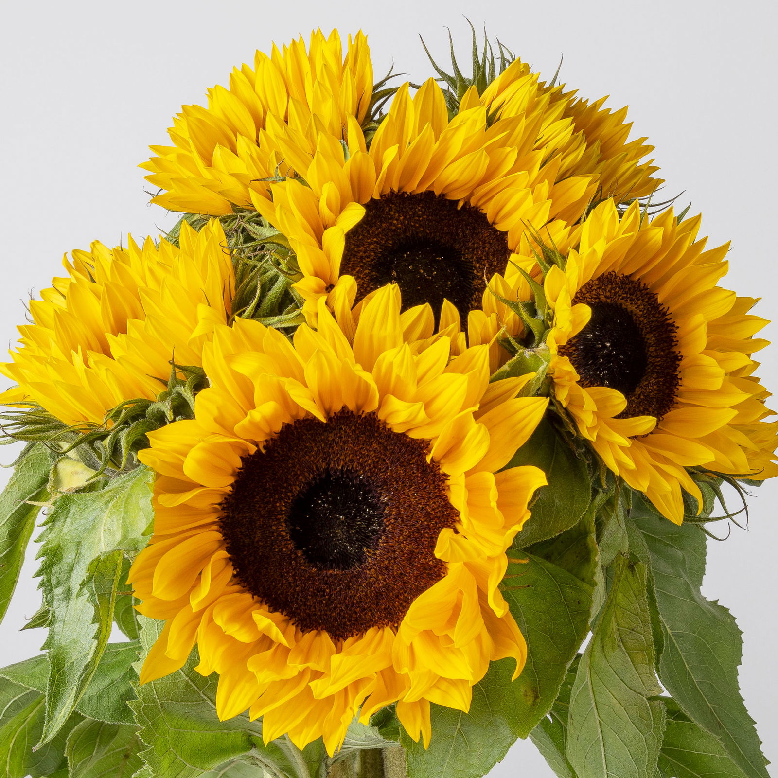 10 Sonnenblumen