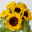 10 Sonnenblumen