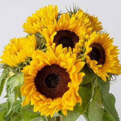 10 Sonnenblumen 10 Sonnenblumen
