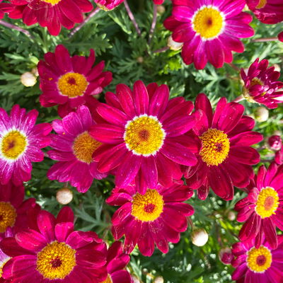 Margerite, rot, Topf-Ø 18/19 cm, 2 Pflanzen Margerite, rot, Topf-Ø 18/19 cm, 2 Pflanzen