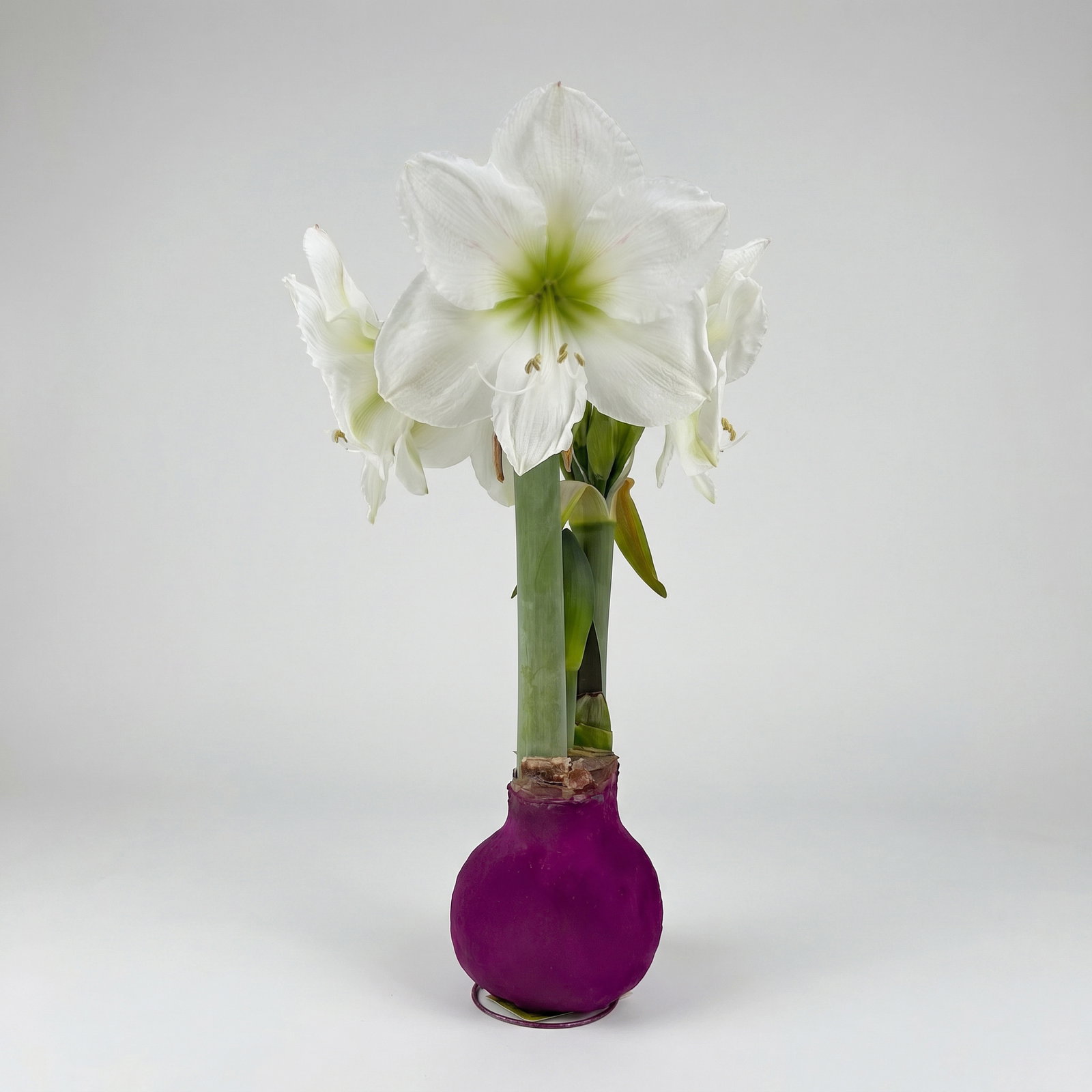 Amaryllis in Wachs XL, Dekor 'Velvet Purple', Blüte weiß Amaryllis in Wachs XL, Dekor 'Velvet Purple', Blüte weiß