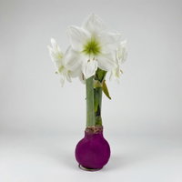 Amaryllis in Wachs XL, Dekor 'Velvet Purple', Blüte weiß Amaryllis in Wachs XL, Dekor 'Velvet Purple', Blüte weiß
