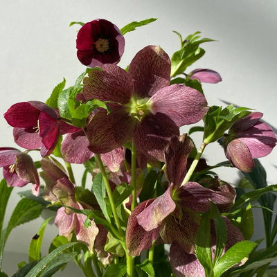 Lenzrose ViV® 'Victoria', purpurviolett, Topf-Ø 15 cm, 2 Pflanzen