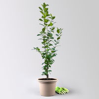 Kölle Bio Säulenmirabelle 'Ruby'®, Topf 10 Liter