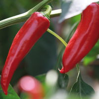 Chili-Paprika Mix, scharf, Topf-Ø 12 cm, 5er-Set