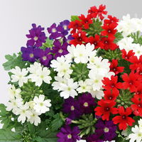 Eisenkraut 'Trio', rot-weiß-blau, Topf-Ø 12 cm, 3 Pflanzen