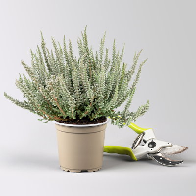 Calluna Fluffy®, silberlaubig, Topf-Ø 11 cm, 6 Pflanzen Calluna Fluffy®, silberlaubig, Topf-Ø 11 cm, 6 Pflanzen