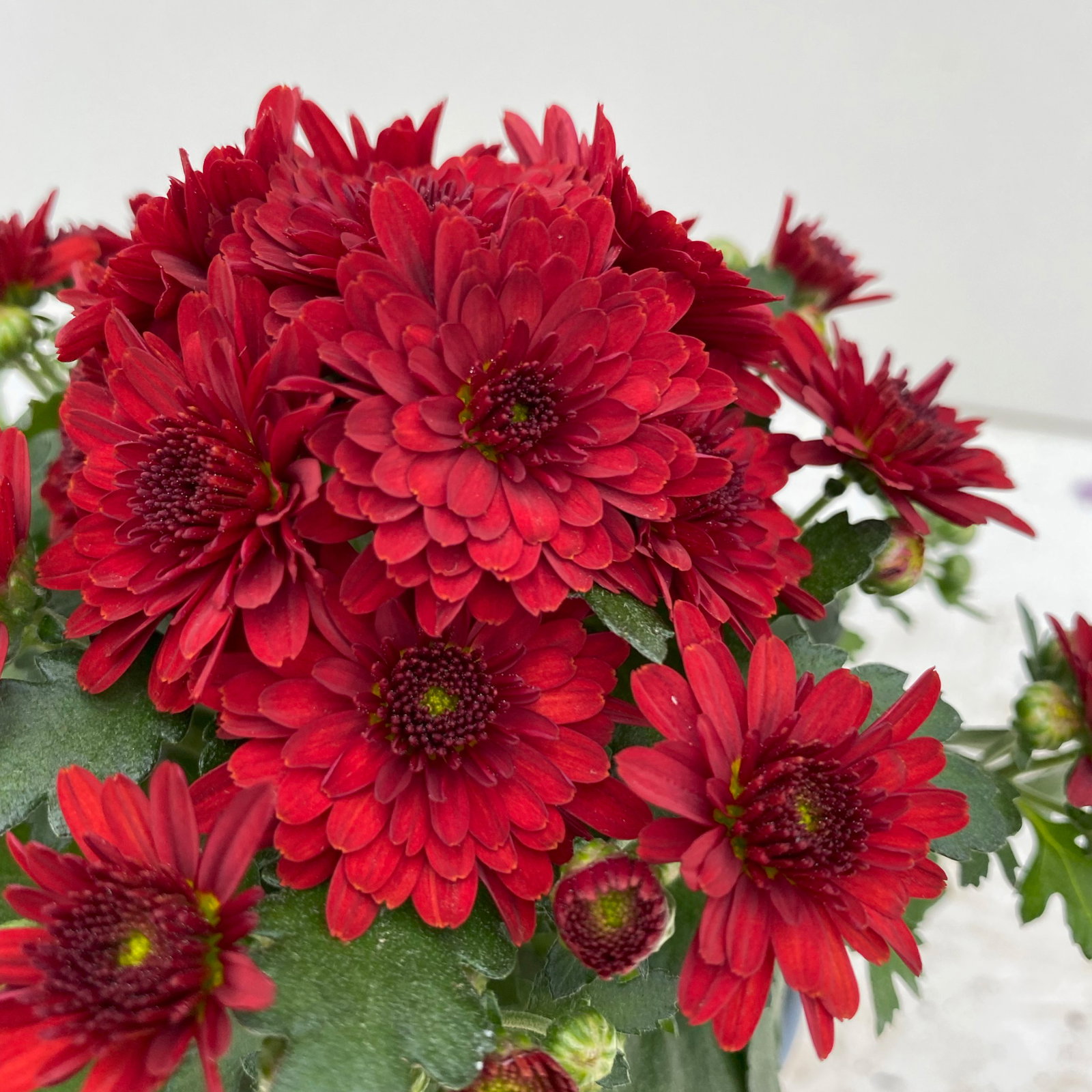Chrysanthemen, rot, Topf-Ø 14 cm, 4 Pflanzen Chrysanthemen, rot, Topf-Ø 14 cm, 4 Pflanzen