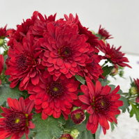 Chrysanthemen, rot, Topf-Ø 14 cm, 4 Pflanzen Chrysanthemen, rot, Topf-Ø 14 cm, 4 Pflanzen