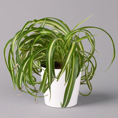 Grünlilie 'Bonnie' mit Keramiktopf Dallas weiß, Topf-Ø 12 cm, 2er-Set