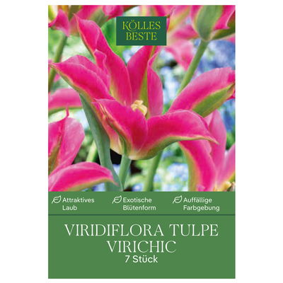 Viridiflora Tulpen Virichic rosa/grün, 7 Blumenzwiebeln
