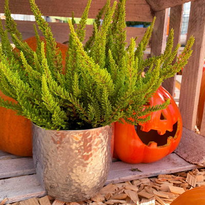 Besenheide SKYLINE®, gelb, Topf-Ø 13 cm, 3 Pflanzen