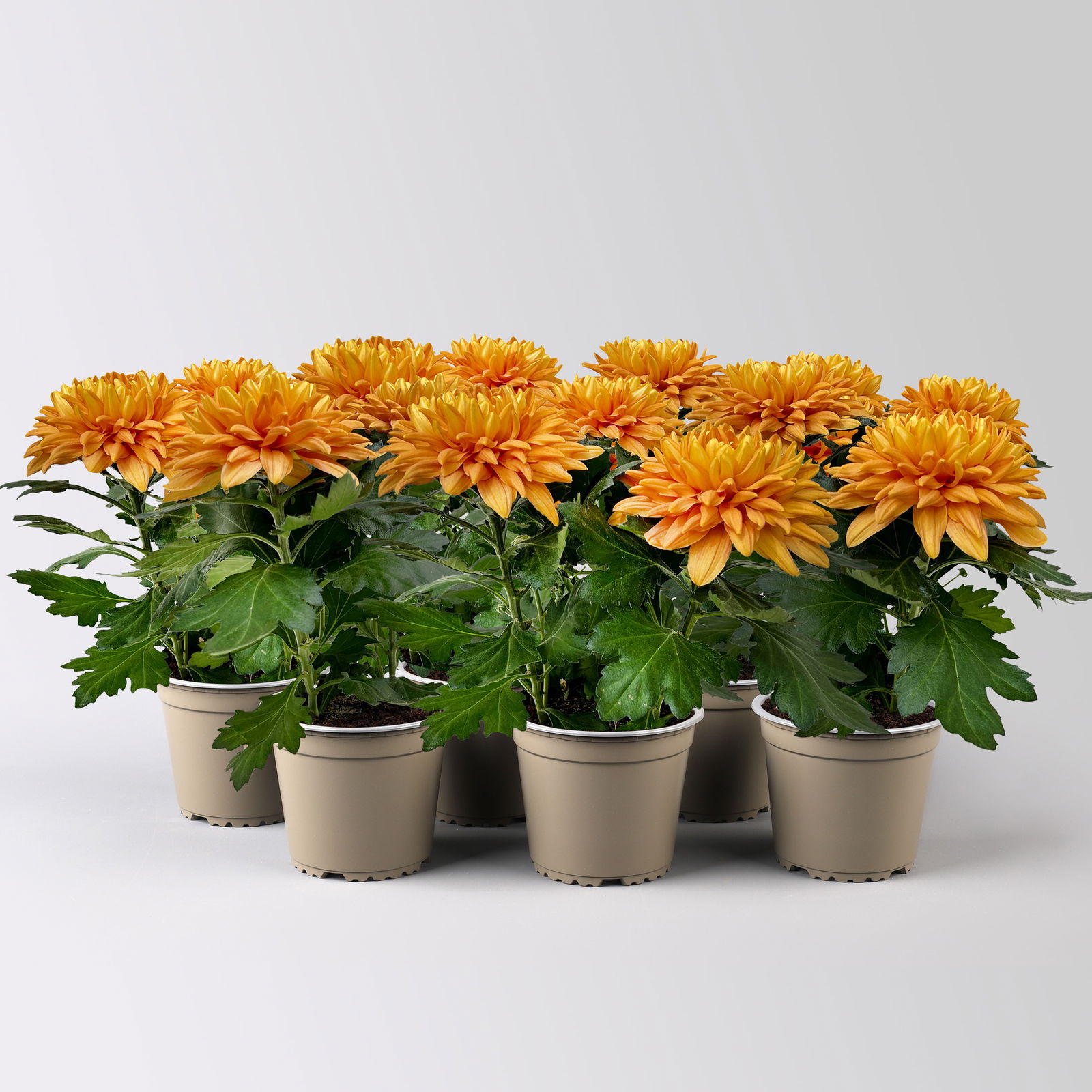 Chrysantheme 'Chrysanne® Zembla Durango' orange großblumig, Topf-Ø 13cm, 6er-Set