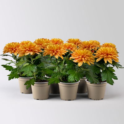Chrysantheme 'Chrysanne® Zembla Durango', orange, Topf-Ø 13cm, 6 Pflanzen