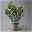 Oleander, Farbe zufällig, Busch, Topf-Ø 33 cm, Höhe ca. 100 cm