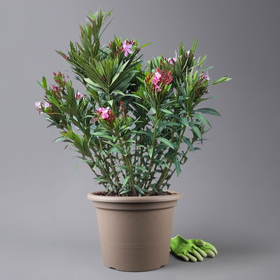 Oleander, Farbe zufällig, Topf-Ø 33 cm, Höhe ca. 100 cm