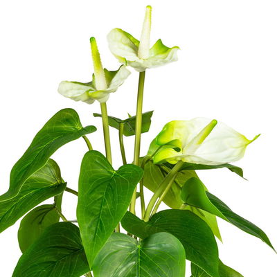 Kunstpflanze Anthurie, weißgrün, Höhe ca. 40 cm Kunstpflanze Anthurie, weißgrün, Höhe ca. 40 cm