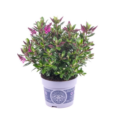 Hebe 'All Blooms®', lila, Topf-Ø 12 cm, 3 Pflanzen Hebe 'All Blooms®', lila, Topf-Ø 12 cm, 3 Pflanzen