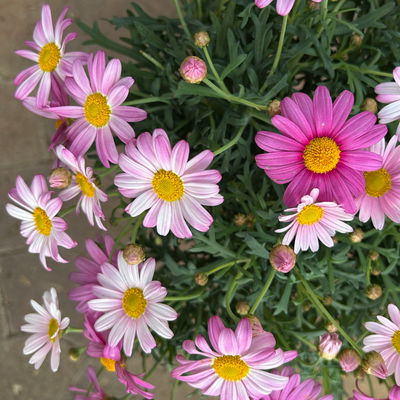 Margerite, Farbe zufällig, Stamm, Topf-Ø 15 cm, 2 Pflanzen