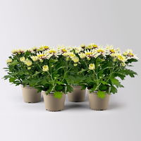 Chrysanthemen 'Chrysanne®Anemona White Purple', Topf-Ø 13 cm, 4 Pflanzen