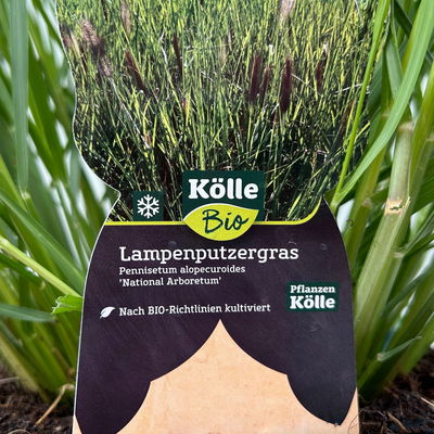 Bio Lampenputzergras 'National Arboretum' braun, Höhe 60-80 cm, 5 Liter Topf Bio Lampenputzergras 'National Arboretum' braun, Höhe 60-80 cm, 5 Liter Topf